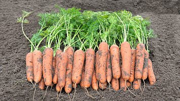 Как вырастить урожайную морковь на своих грядках
