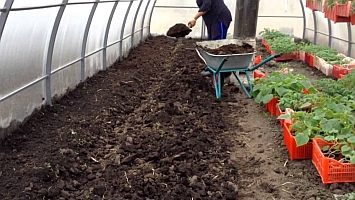Подготавливаем почву для огурцов (в теплице и открытом грунте)